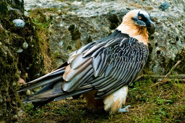 수염 독수리 — 스톡 사진