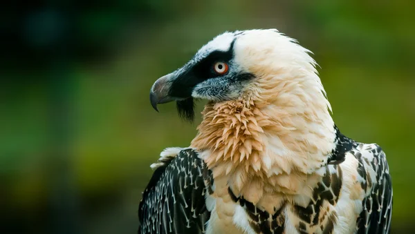 Bearded vulture — Stock Photo, Image