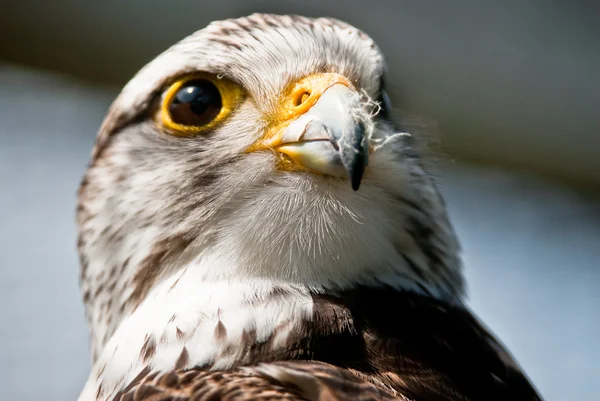 Booted Eagle (lat. Aquila pennata) — Stock Photo, Image