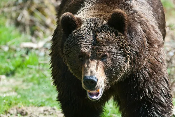 Niedźwiedź brunatny (zool. ursus arctos) — Zdjęcie stockowe