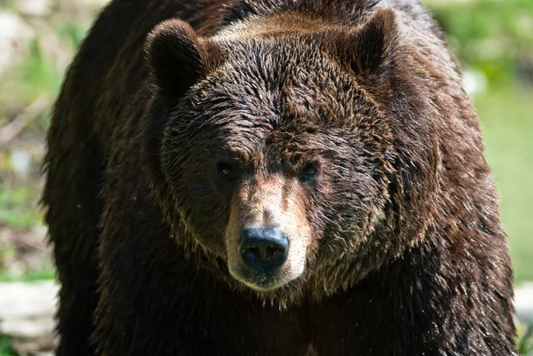 Бурый медведь (лат. ursus arctos ) — стоковое фото