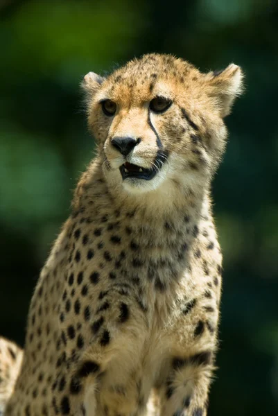 Uppmärksam cheetah. — Stockfoto