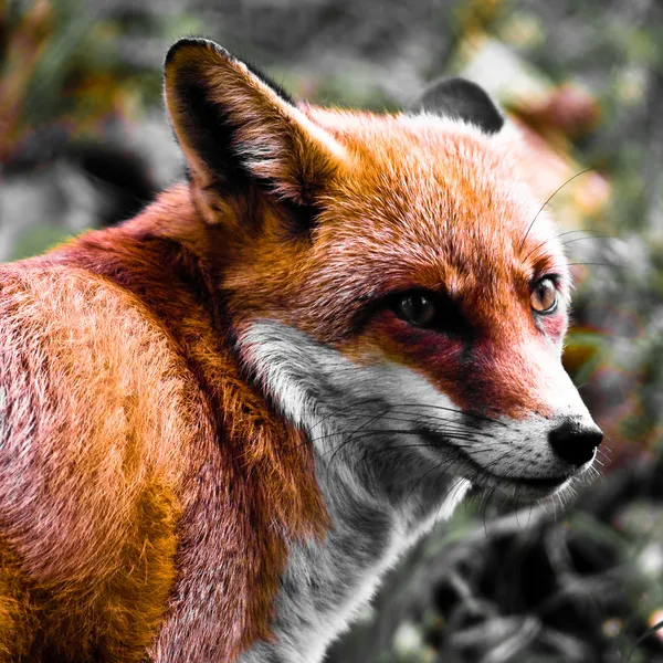 Fox — Stock Photo, Image