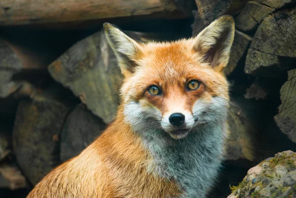 Red fox — Stock Photo, Image