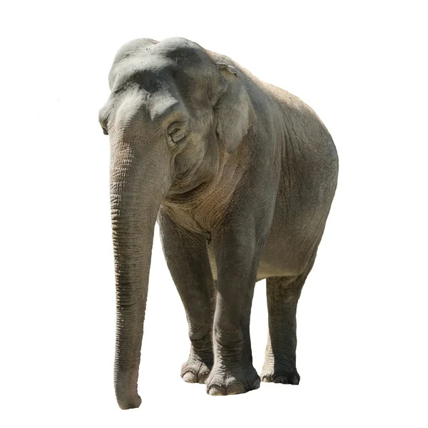 Stock image Elephant