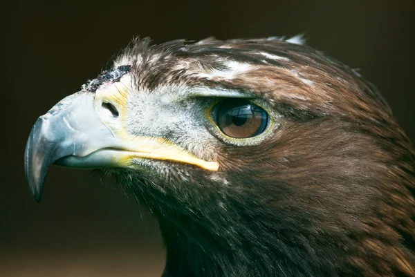 Золотий орел (лат. Aquila chrysaetos) — стокове фото