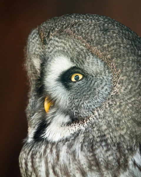 Great Grey Owl (lat. Strix nebulosa) — Stock Photo, Image