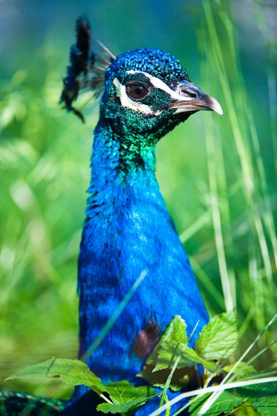 Indian Peafowl — Stock Photo, Image