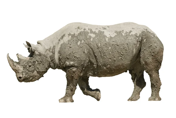 Błotniste nosorożec — Zdjęcie stockowe