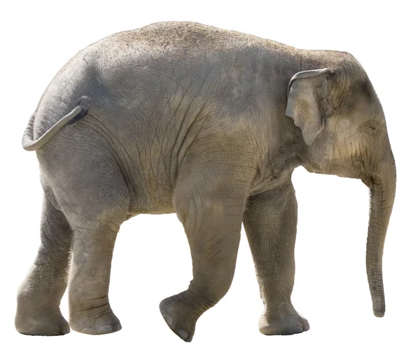 Słoniątka — Zdjęcie stockowe