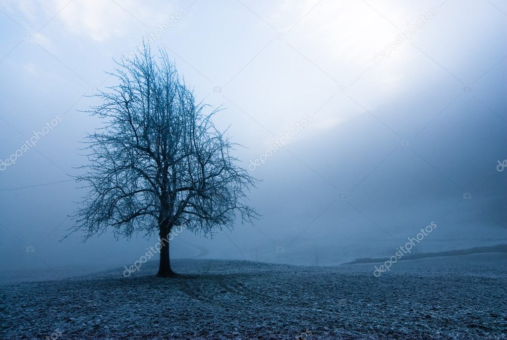 Moody winter tree