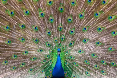 Peafowl plumage (lat. Pavo cristatus) clipart