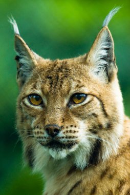 Portrait of a Lynx. clipart