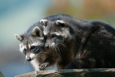Two racoons clipart