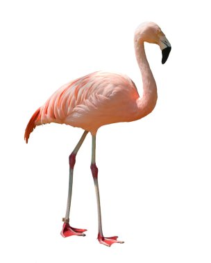 Isolated flamingo