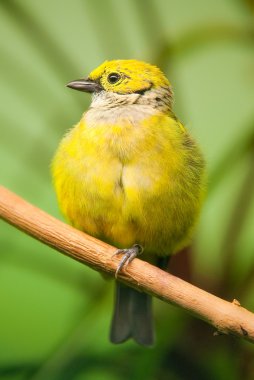 Red-billed Leiothrix clipart