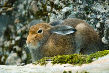 Sitting mountain hare clipart