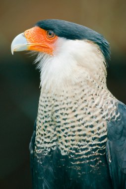 Güney caracara