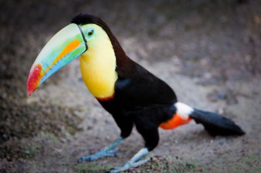 zemin üzerinde duran Toucan