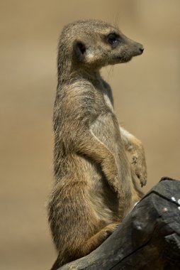 Suricate