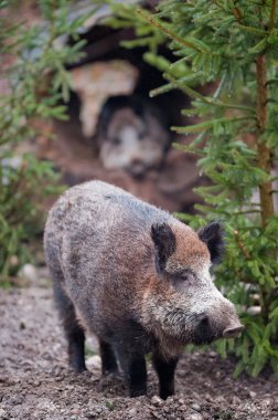 Yaban domuzu (lat. Sus scrofa)