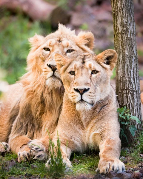 ライオンのカップル — ストック写真