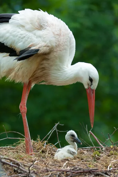 Cigüeña madre y bebé — Foto de Stock