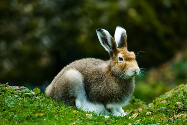 산 토끼 — 스톡 사진