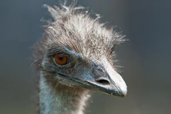 Ostrich, (lat. Struthio camelus) — Stock Photo, Image