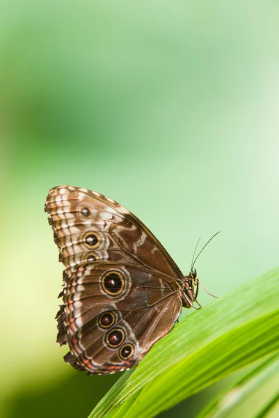 Бабочка-сова — стоковое фото
