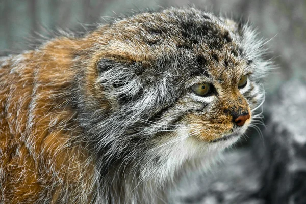 Pallas Cat (лат. Фелис мануль ) — стоковое фото