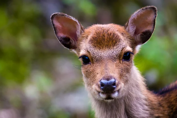 Sika deer portrait — Stock Photo, Image