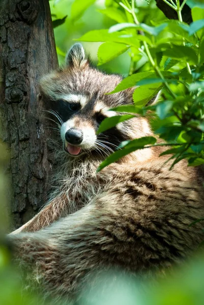 Racoon in tree — Stock Photo, Image