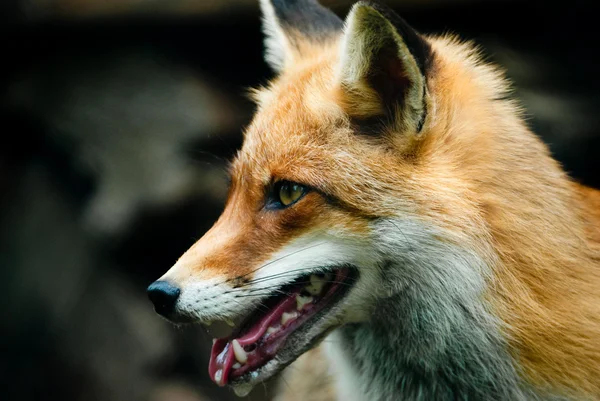 붉은 여우 사진 — 스톡 사진