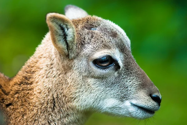 Sika cervo fawn — Fotografia de Stock
