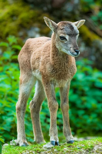 Young sika deer fawn. — Zdjęcie stockowe