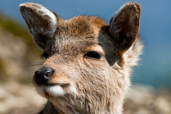 Młody Jeleń jelenie sika — Zdjęcie stockowe