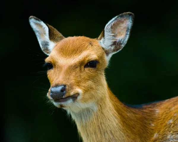 ニホンジカ鹿子鹿 — ストック写真