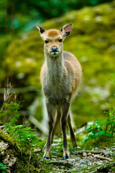Sika deer fawn — Stock Photo, Image