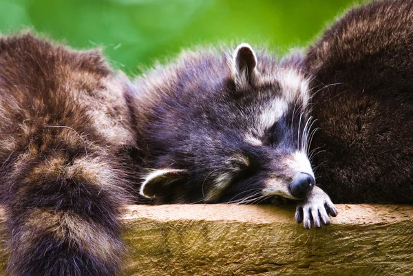 Racoones durmientes — Foto de Stock