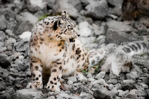 Leopardo de la nieve —  Fotos de Stock