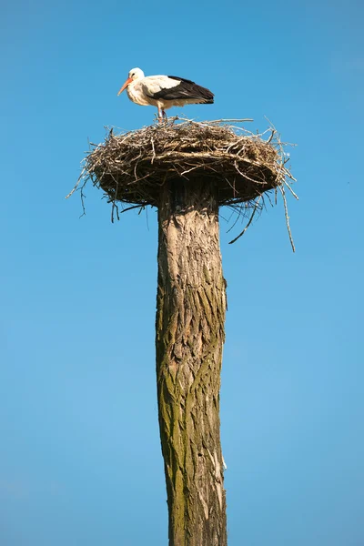 Аист с гнездом — стоковое фото