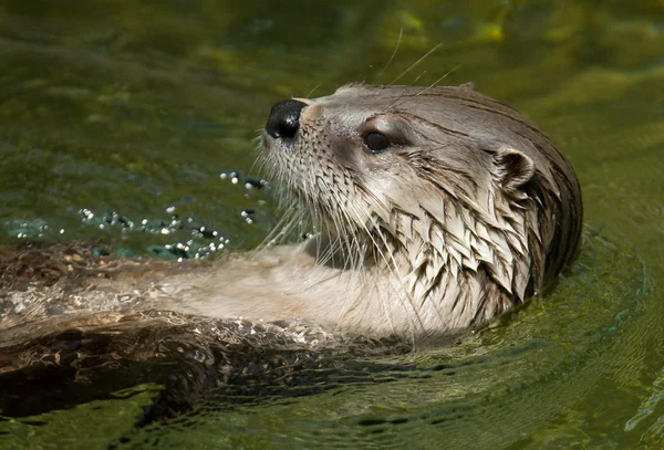 Simning otter — Stockfoto