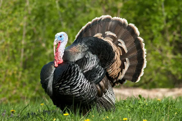 Турция на лугу — стоковое фото
