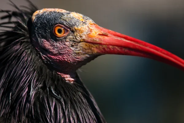 I Ibis łysy — Zdjęcie stockowe