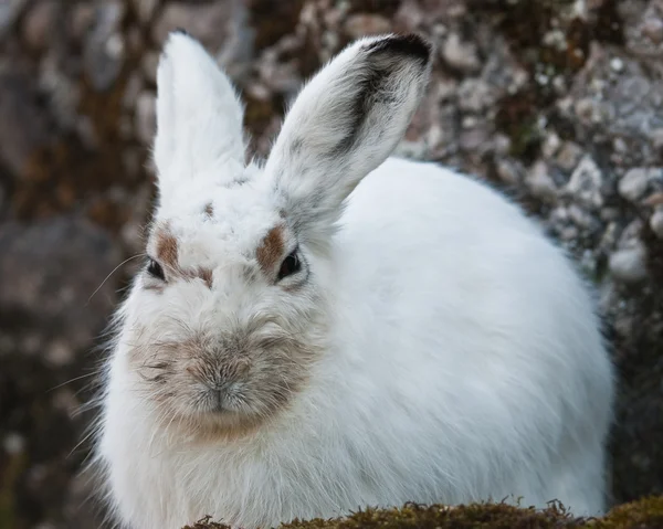 Белый горный заяц — стоковое фото