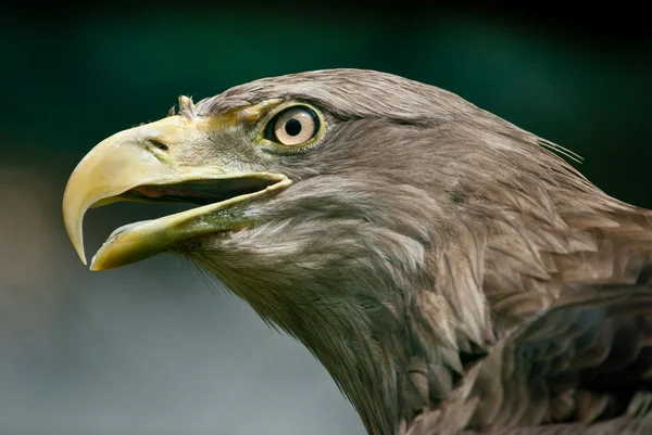 Aquila dalla coda bianca — Foto Stock