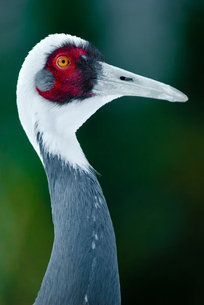 White-naped crane — Stock Photo, Image