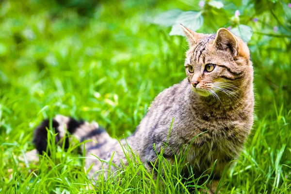 Gato selvagem no prado — Fotografia de Stock