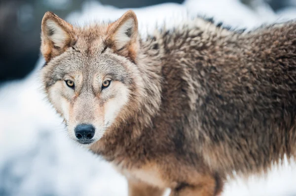늑대 (라트. 캐이 니스 루 퍼스) — 스톡 사진